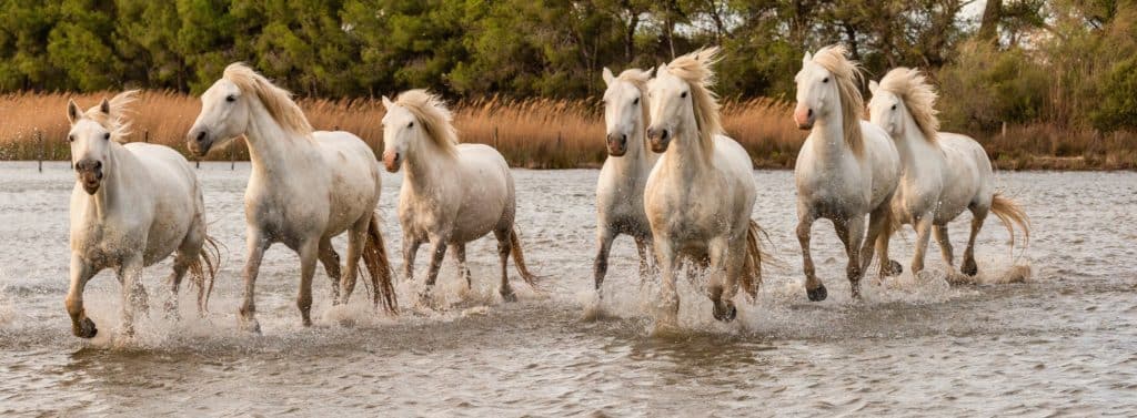 Office de Tourisme Terre de Camargue (30)